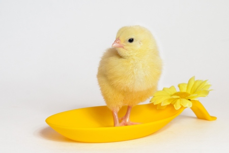 little chicken broiler isolated on white.の写真素材