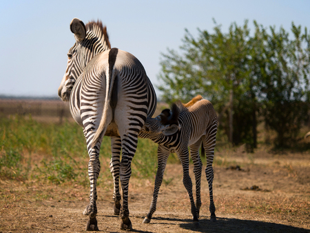 Zebra mom feeding its foal.の写真素材