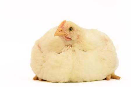 Broiler chicken 30 days old isolated on whiteの写真素材