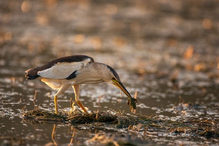 Little bittern (Ixobrychus minutus) with a frog in its beak.の写真素材