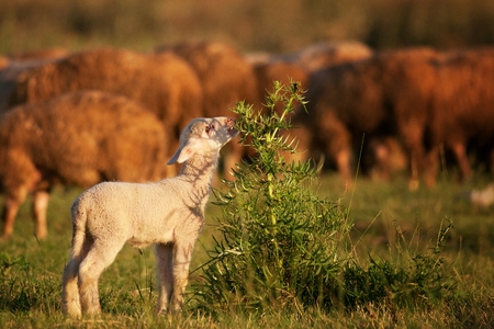cute little lambs grazing the bushes with cows in the background.の写真素材