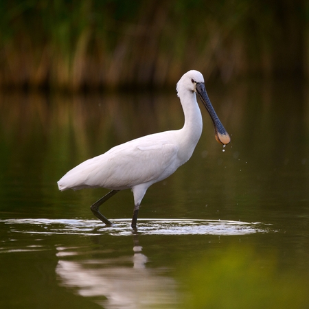 White Eurasian Spoonbill Platalea leucorodia in the pond in beautiful sunlight.の写真素材