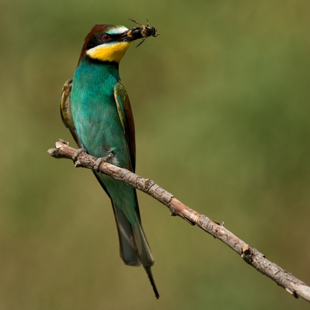 European bee-eater sitting on a stick with a bee in its beak.