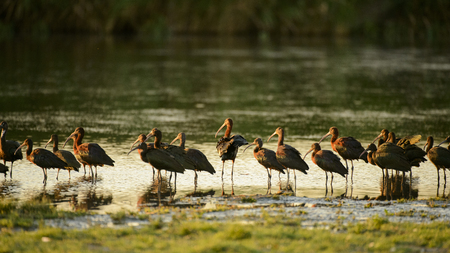 flock of glossy ibis (plegadis falcinellus) in water background.