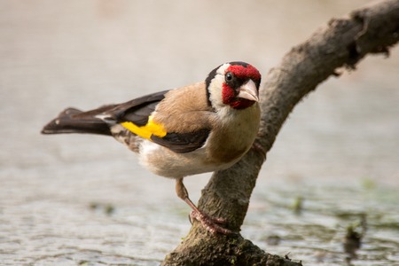 A Goldfinch (Carduelis carduelis) sits over water on a stick.の写真素材