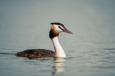 natural great crested grebe (podiceps cristatus).の写真素材
