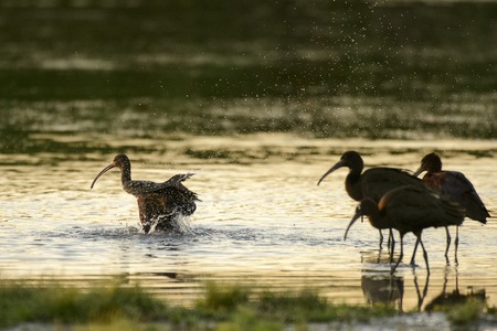 flock of glossy ibis (plegadis falcinellus) in water background.