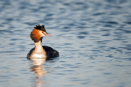 natural great crested grebe (podiceps cristatus)の写真素材