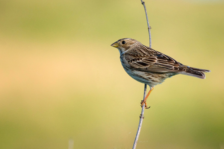 Corn Bunting is sitting on a beautiful backgroundの写真素材