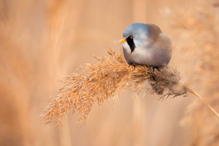 beraded tit, male - reedling (panurus biarmicus) on a beautiful background.の写真素材