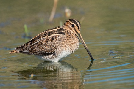 Snipe (Gallinago gallinago) in the pondの写真素材