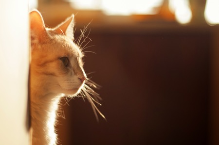 Cute red kitten peeking out the corner on a beautiful light.