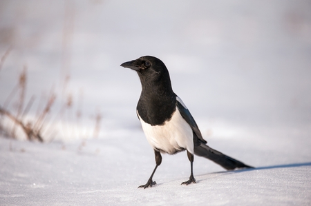 Portrait of a magpie (pica pica).の写真素材