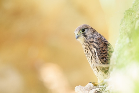Common Kestrel (Falco tinnunculus) sitting on a beautiful background.