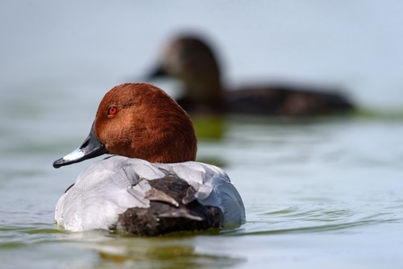 portrait of Common pochard male (Aythya ferina) on water.の写真素材