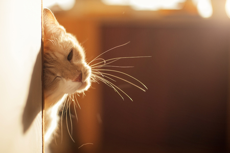 Cute red kitten peeking out the corner on a beautiful light.の写真素材