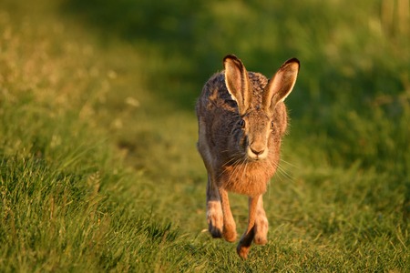 European hare stands on the grass on a beautiful evening light (Lepus europaeus).の写真素材