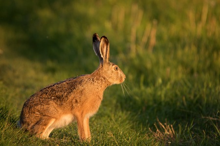European hare stands on the grass on a beautiful evening light (Lepus europaeus).の写真素材