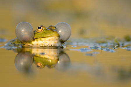 Green Marsh Frog (Pelophylax ridibundus) croaking on a beautiful light.の写真素材