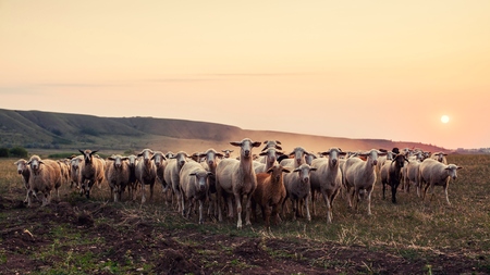 A flock of sheep stopped at sunset and looking at the camera.の写真素材