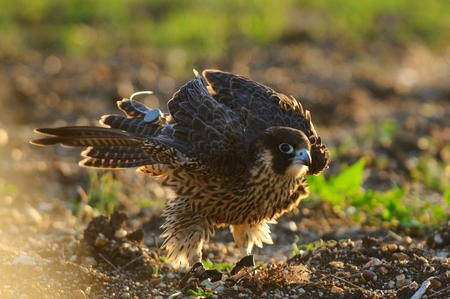 Peregrine Falcon shakes. Falco peregrinusの写真素材