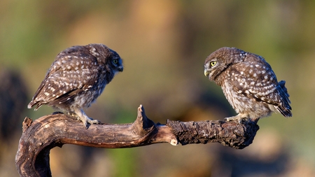 Two little owls (Athene noctua) sitting on a stick on a beautiful background.の写真素材