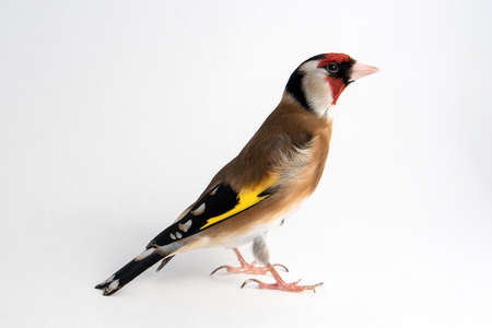 European Goldfinch (carduelis carduelis) standing isolated on white.の写真素材