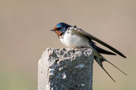 Barn swallow (Hirundo rustica) sitting on a concrete pillar.の写真素材