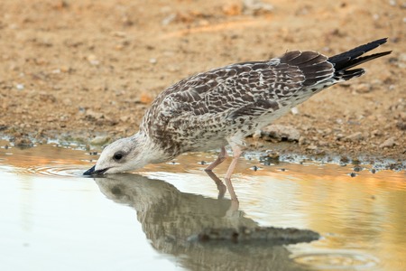 Caspian Gull (Larus cachinnans) drinks water.