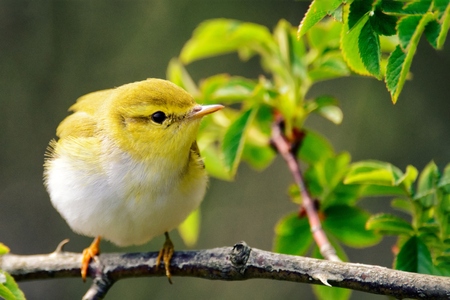 Wood warbler (Phylloscopus sibilatrix) sits on a beautiful branch.の写真素材