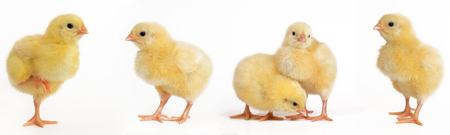 Collage of little chick on white background.の写真素材