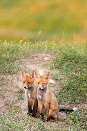 Two Little Red Fox near his hole.の写真素材