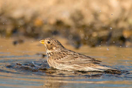 Corn Bunting ( Miliaria calandra ) bathes in the water.の写真素材