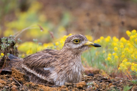Eurasian stone curlew (Burhinus oedicnemus) sitting on nest after the rain.の写真素材