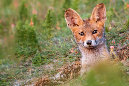 Young Red Fox looks out of his burrows.の写真素材