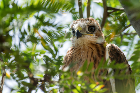 Long legged buzzard (Buteo rufinus) nestling in nest.