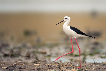 black winged stilt (Himantopus himantopus) in natural habitat.の写真素材