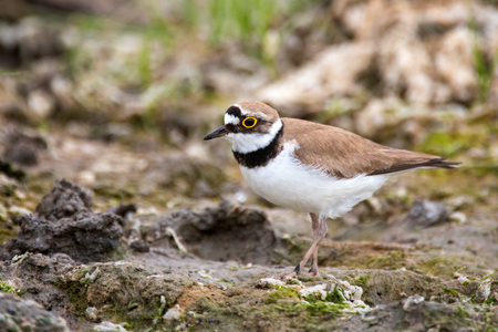 Little Ringed Plover (Charadrius dubius) in natural habitat.の写真素材