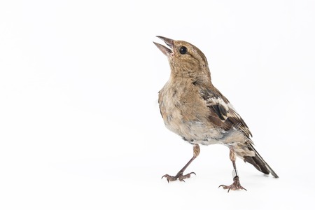 Female Chaffinch (Fringilla coelebs) isolated on white background.の写真素材
