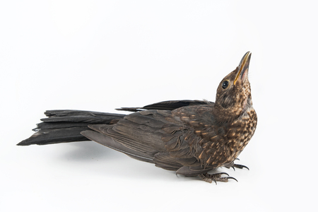 Female Eurasian Blackbird (Turdus merula) isolated on white background.の写真素材