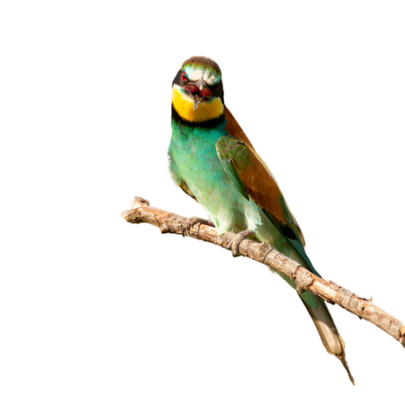 European bee-eater (Merops apiaster) sitting on a stick. Isolated on white.