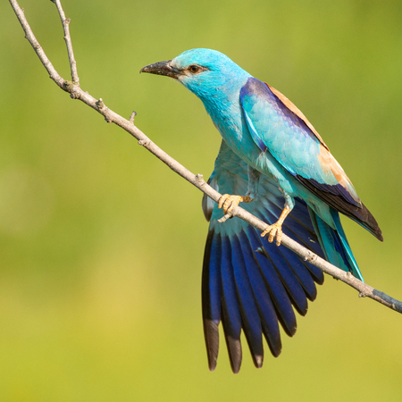 European roller (Coracias garrulus) sitting on a branch on a beautiful background.の写真素材