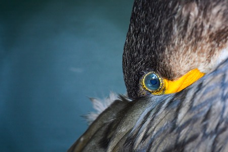 Eye of Great Cormorant (Phalacrocorax carbo). Close up.