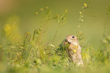 Funny Ground squirrel (Spermophilus pygmaeus) eats grass.