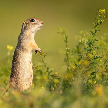 Funny Ground squirrel (Spermophilus pygmaeus) stands in the grass and looks at the camera. Side view.の写真素材