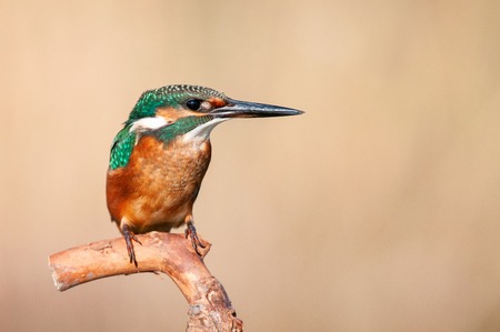 Colorful birds - Common Kingfisher (Alcedo atthis) sitting on a stick.の写真素材