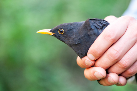Male Eurasian Blackbird (Turdus merula). Bird in the hands of man.の写真素材