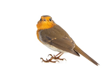 Robin isolated on a white background. European robin (Erithacus rubecula).の写真素材