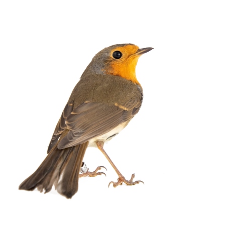 Robin isolated on a white background. European robin (Erithacus rubecula).の写真素材