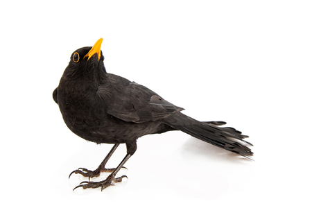Blackbird isolated on white background. Male Eurasian Blackbird (Turdus merula).の写真素材